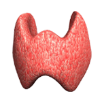 Endocrinology