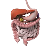 Gastroenterology